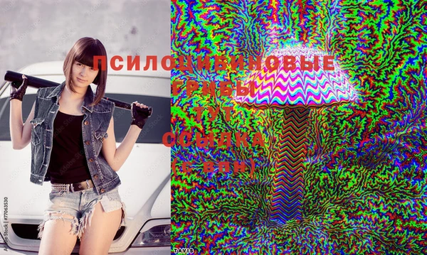 стаф Бородино
